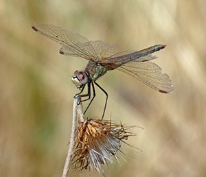 Red-veined Darter - Sympetrum fonscolombii © John Muddeman